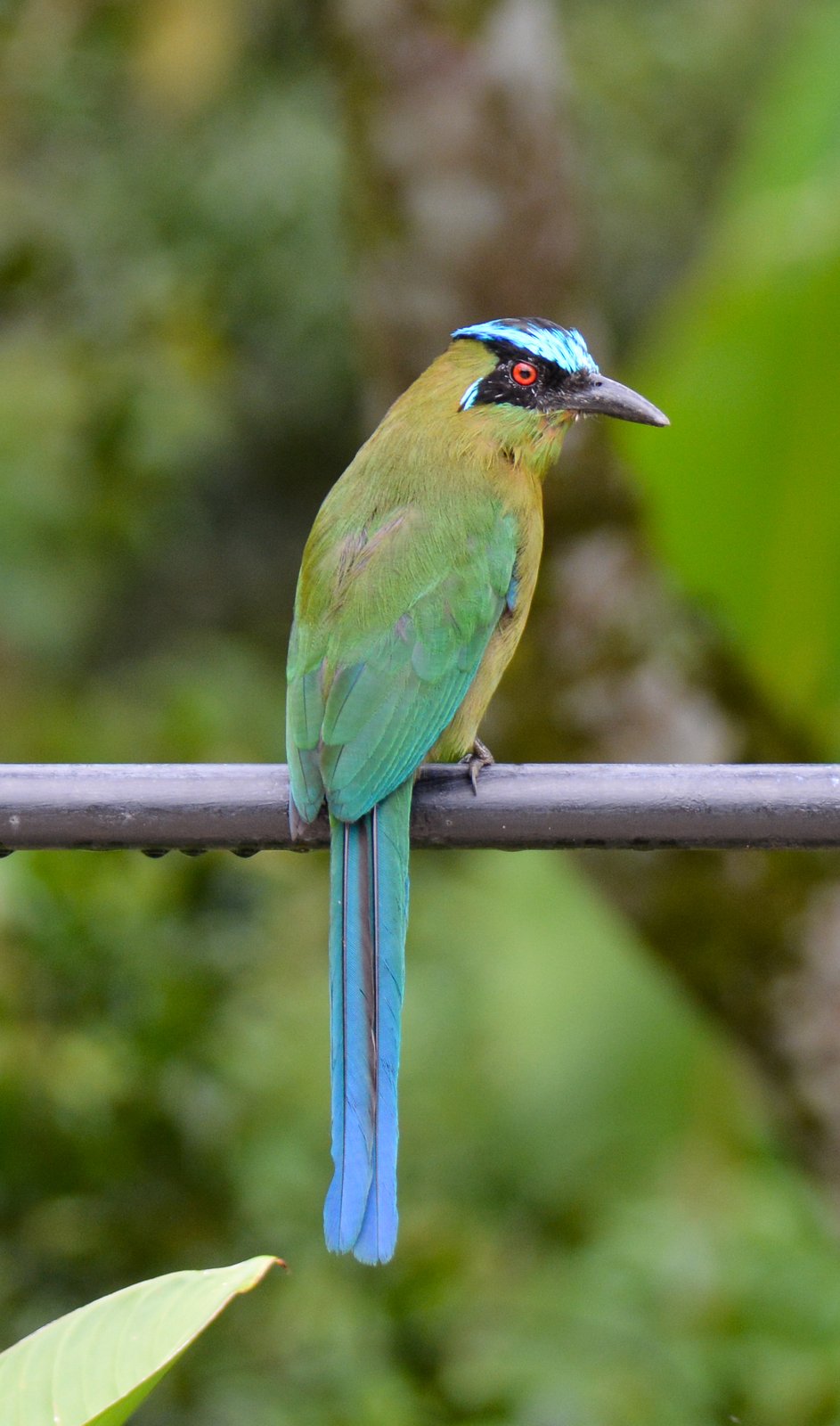 Photography — Astrophotography & Birding